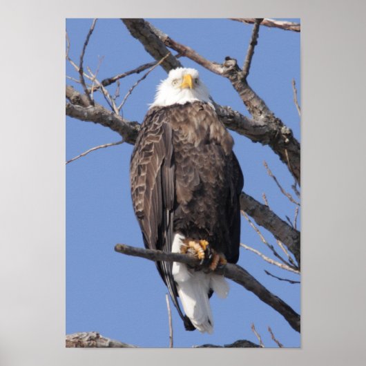 Bald Eagle 2010 Poster (Vorne)