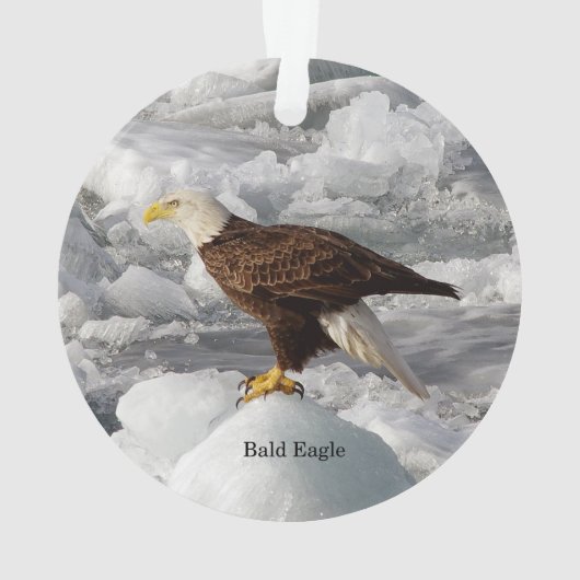 Bald Eagle Acryloramen Ornament (Rückseite)