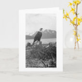 Bald Eagle Alaska 1920 Karte (Gelbe Blume)