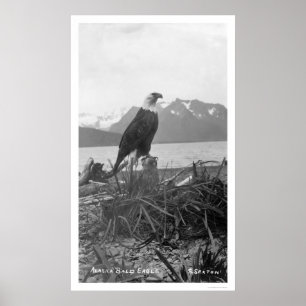 Bald Eagle Alaska 1920 Poster