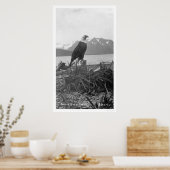 Bald Eagle Alaska 1920 Poster (Küche)