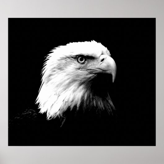 Bald Eagle American Eagle Poster Print (Vorne)