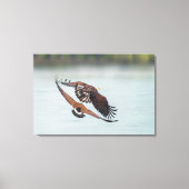 Bald Eagle and Goose Nature Wildlife Fine Art Leinwanddruck (Vorderseite)