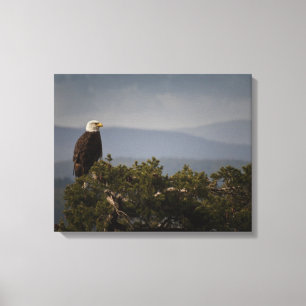 Bald Eagle auf Baumkronen, überwölbte Leinwand