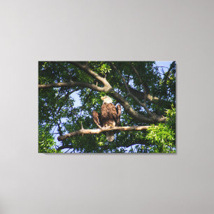 Bald Eagle auf Branch Portrait Leinwanddruck