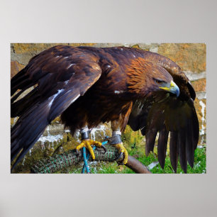 Bald Eagle auf einem Seilposter Poster