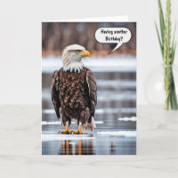 Bald Eagle auf Eisvogel Spaß