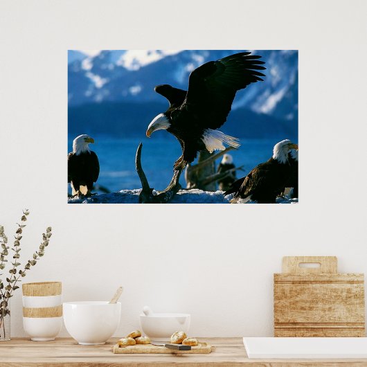 Bald Eagle auf Logplakat Poster (Küche)
