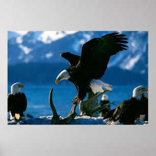 Bald Eagle auf Logplakat Poster