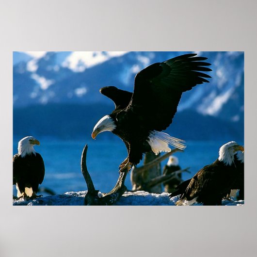 Bald Eagle auf Logplakat Poster (Vorne)