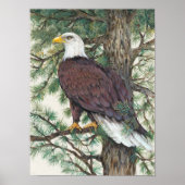 Bald Eagle auf Zweig Poster (Vorne)