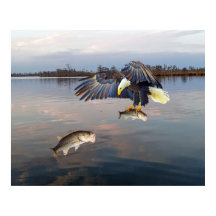 Bald Eagle Bass Fishing