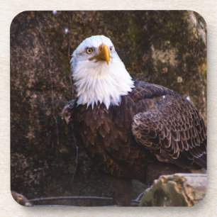 Bald Eagle Beverage Coaster Getränkeuntersetzer