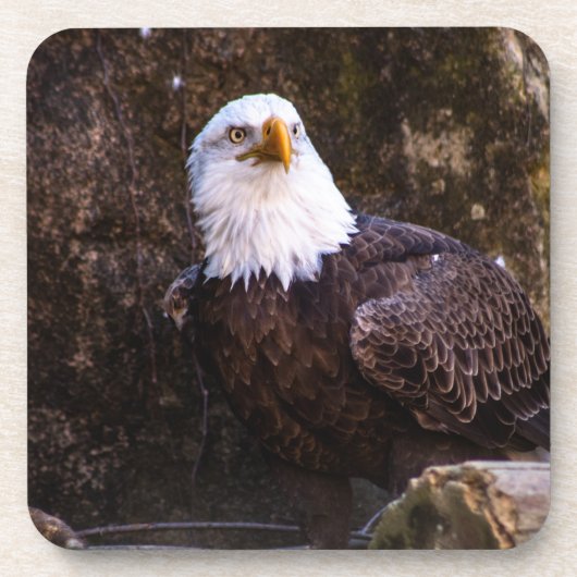 Bald Eagle Beverage Coaster Getränkeuntersetzer (Vorderseite)