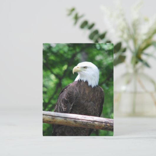 Bald Eagle Bird Postcard Postkarte (Stehend Vorderseite)