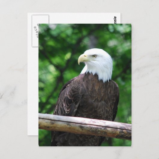 Bald Eagle Bird Postcard Postkarte (Vorne/Hinten)