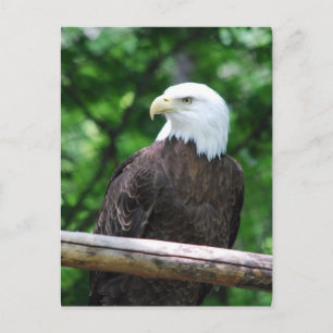 Bald Eagle Bird Postcard Postkarte