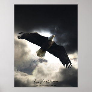 Bald Eagle Bird Poster