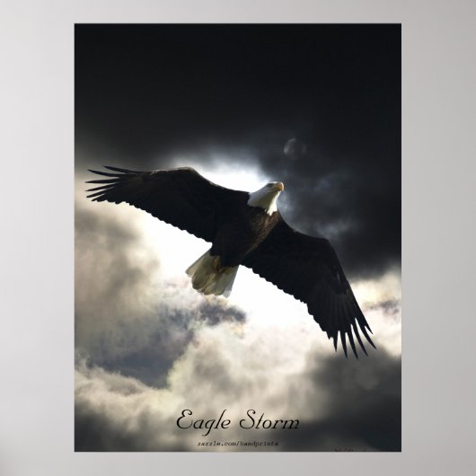 Bald Eagle Bird Poster (Vorne)
