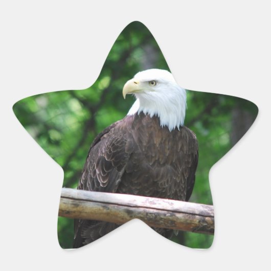 Bald Eagle Bird Stickers (Vorderseite)