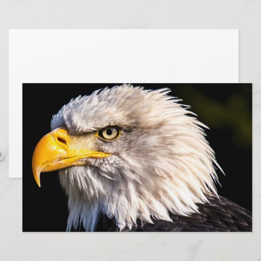 Bald Eagle Briefpapier (Vorne/Hinten)