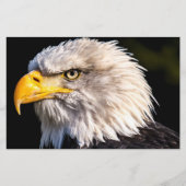 Bald Eagle Briefpapier (Vorderseite)