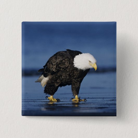 Bald Eagle Button (Vorderseite)