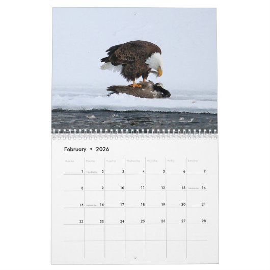 Bald Eagle Calendar Kalender (Feb 2026)