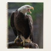 Bald Eagle Calling Planer (Vorderseite)