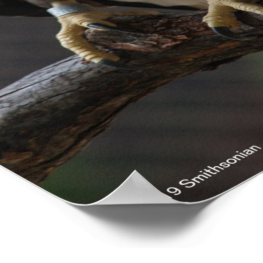 Bald Eagle Calling Poster (Ecke)