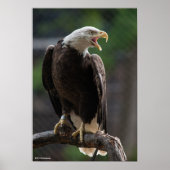 Bald Eagle Calling Poster (Vorne)