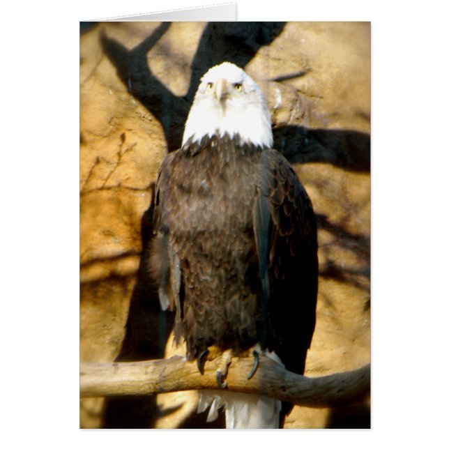 Bald Eagle Card (Vorne)