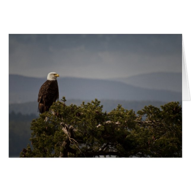 Bald Eagle Card (Vorderseite (Horizontal))
