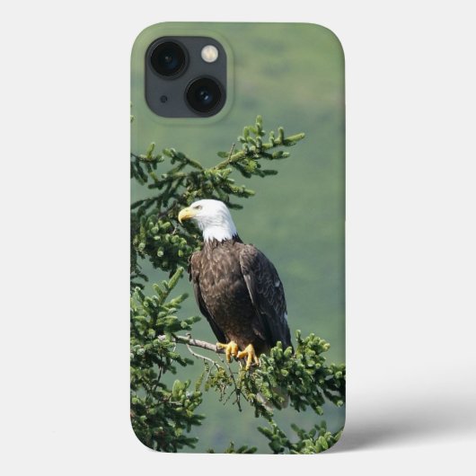 Bald Eagle Case-Mate iPhone Hülle (Rückseite)