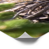 Bald Eagle Chick - Kunstdrucke Poster (Ecke)