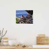 Bald Eagle Chick - Kunstdrucke Poster (Küche)