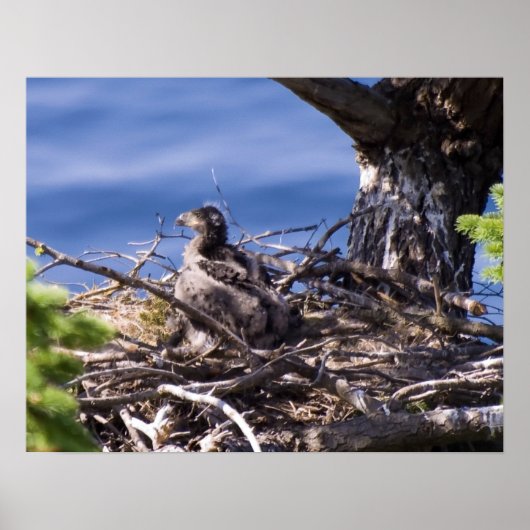 Bald Eagle Chick - Kunstdrucke Poster (Vorne)