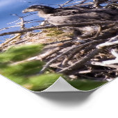 Bald Eagle Chick - Kunstdrucke Poster (Ecke)