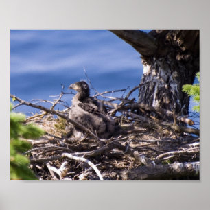 Bald Eagle Chick - Kunstdrucke Poster