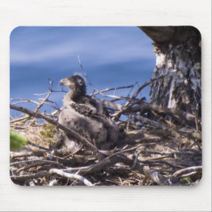 Bald Eagle Chick - Maus Pad Mousepad