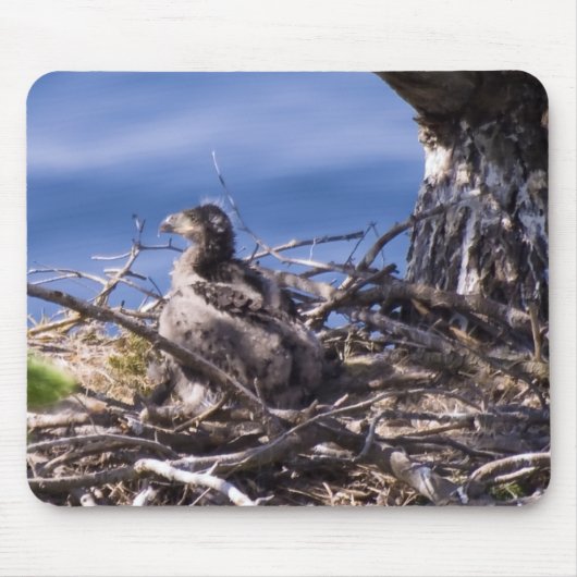 Bald Eagle Chick - Maus Pad Mousepad (Vorne)