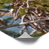 Bald Eagle Chicks - Kunstdrucke Poster (Ecke)