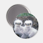 Bald Eagle Chicks Magnet (Vorderseite/Rückseite)