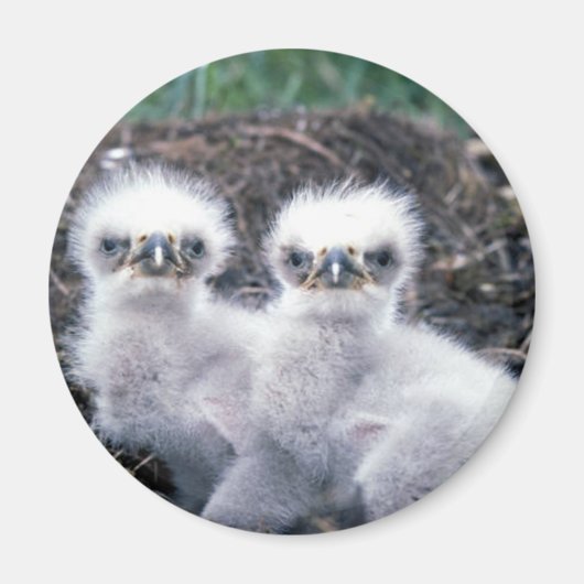 Bald Eagle Chicks Magnet (Vorne)