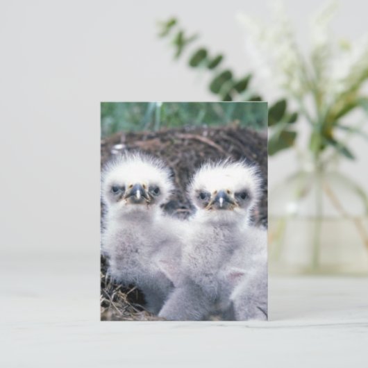 Bald Eagle Chicks Postkarte (Stehend Vorderseite)
