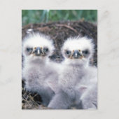 Bald Eagle Chicks Postkarte (Vorderseite)