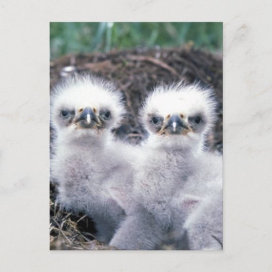 Bald Eagle Chicks Postkarte (Vorderseite)