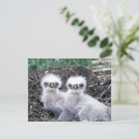 Bald Eagle Chicks Postkarte (Stehend Vorderseite)