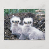 Bald Eagle Chicks Postkarte (Vorderseite)
