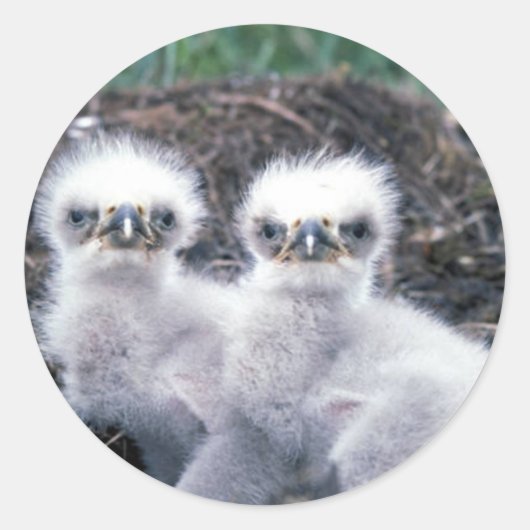 Bald Eagle Chicks Runder Aufkleber (Vorderseite)